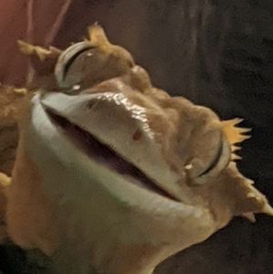 Meet your Posher, Iyla